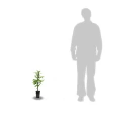 Bignone X Tagliabuana Indian Summer® 'kudian'/pot De 1l - Tuteur 60 Cm -Flora Soldes 63f4cd7bf37ff9.83654931