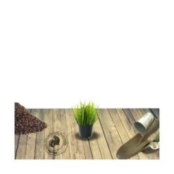 Stipa Gigantea - Avoine Géante/godet