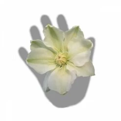 Clématite Guernsey Cream/pot De 3l - Echelle Bambou 60/120 Cm -Flora Soldes 63f4ced88baef3.65976902