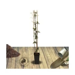 Clématite X Cartmanii Avalanche® 'blavaal'/pot De 3l - Echelle Bambou 60/120 Cm -Flora Soldes 63f4cf44e291d4.33115935