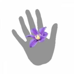 Clématite Integrifolia Arabella/pot De 3l - Echelle Bambou 60/120 Cm -Flora Soldes 63f4cf562b4c53.53611809