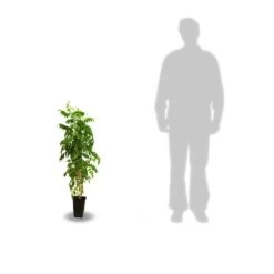 Glycine Du Japon Floribunda Alba/pot De 3l - Echelle Bambou 60/120 Cm -Flora Soldes 63f4cf8f106217.36862265