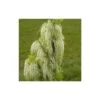 Glycine Du Japon Floribunda Alba/pot De 3l - Echelle Bambou 60/120 Cm -Flora Soldes 63f4cf8f6fee21.18424136