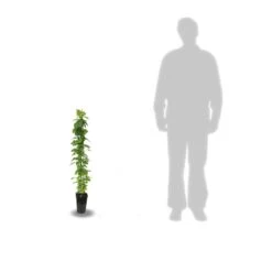 Clématite Macropetala/pot De 3l - Echelle Bambou 60/120 Cm -Flora Soldes 63f4cfbb4d4346.23724135