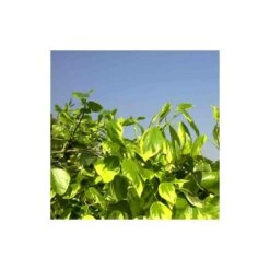 Lierre Des Colchide Colchica Dentata Variegata/pot De 3l - Echelle Bambou 60/120 Cm -Flora Soldes 63f4cfeaeaa613.37860565