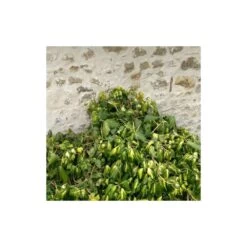 Lierre Des Colchide Colchica Dentata Variegata/pot De 3l - Echelle Bambou 60/120 Cm -Flora Soldes 63f4cfeaedea79.37613932
