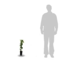 Chèvrefeuille Japonica Hall's Prolific/pot De 1,5l - Tuteur Bambou 30/60 Cm -Flora Soldes 63f4d010891aa4.12503587