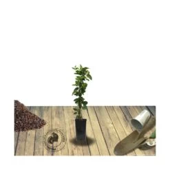 Chèvrefeuille Japonica Hall's Prolific/pot De 1,5l - Tuteur Bambou 30/60 Cm -Flora Soldes 63f4d0109207f5.76675089