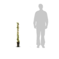 Jasmin étoilé Asiaticum Pink Showers®/pot De 3l - Echelle Bambou 60/120 Cm -Flora Soldes 63f4d03baaac55.82871640