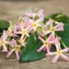 Jasmin étoilé Asiaticum Pink Showers®/pot De 3l - Echelle Bambou 60/120 Cm -Flora Soldes 63f4d03bb179d6.27061978