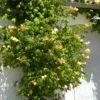 Bignone Radicans Yellow Trumpet/pot De 1l - Tuteur 60 Cm -Flora Soldes 63f4d040d9b3f2.58498233