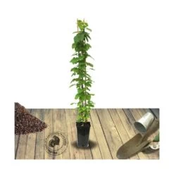 Clématite Hagley Hybrid/pot De 3l - Echelle Bambou 60/120 Cm -Flora Soldes 63f4d0422fd815.67018406