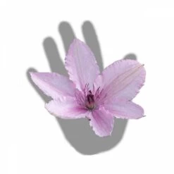 Clématite Hagley Hybrid/pot De 3l - Echelle Bambou 60/120 Cm -Flora Soldes 63f4d042424208.54318118