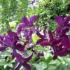 Clématite Viticella Black Prince/pot De 2l -Flora Soldes 63f4d05283c9f9.04635829