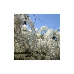 Glycine De Chine Sinensis Var. Alba/godet - 5/20 Cm -Flora Soldes 63f4d06f528362.73800189