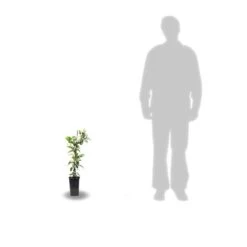 Clématite Integrifolia Inspiration® 'zoin'/pot De 1,5l - Tuteur Bambou 30/60 Cm -Flora Soldes 63f4d0935a45c6.56904883