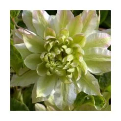 Clématite Sen No Kaze/pot De 1,5l - Tuteur Bambou 30/60 Cm -Flora Soldes 63f4d0b05e68e5.41042365