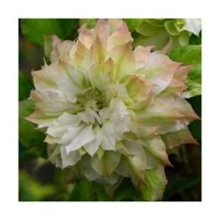 Clématite Sen No Kaze/pot De 1,5l - Tuteur Bambou 30/60 Cm -Flora Soldes 63f4d0b062de82.57315174