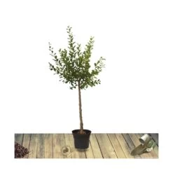 Poirier Communis Beurré Hardy/pot De 10l - Gobelet 2 Ans -Flora Soldes 63f4d1fd699904.34815299