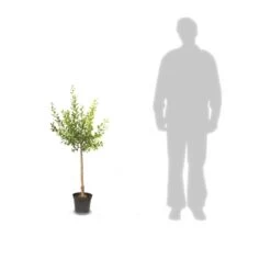 Poirier Communis Beurré Hardy/pot De 10l - Gobelet 2 Ans -Flora Soldes 63f4d1fd763c32.78670844