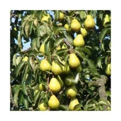 Poirier Communis Beurré Hardy/pot De 10l - Gobelet 2 Ans -Flora Soldes 63f4d1fd80ae97.18700558