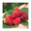 Mûre Tayberry Bounty Berry 'yantay'/pot De 3l - Echelle Bambou 60/120 Cm -Flora Soldes 63f4d2139b7ef5.91486978