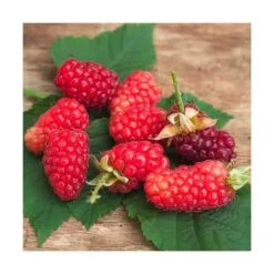 Mûre Tayberry Bounty Berry 'yantay'/pot De 3l - Echelle Bambou 60/120 Cm -Flora Soldes 63f4d213a1ad85.53475675