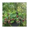 Mûre Fruticosus Black Cascade®/pot De 1,5l - Tuteur Bambou 30/60 Cm -Flora Soldes 63f4d214d6d915.42810308