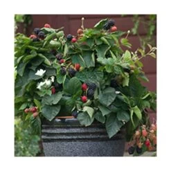 Mûre Fruticosus Purple Opal®/pot De 1,5l - Tuteur Bambou 30/60 Cm