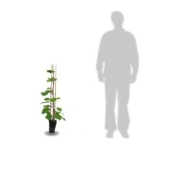 Kiwi Chinensis Solo (autofertile)/pot De 3l - 60/120 Cm -Flora Soldes 63f4d29fa87205.32735292