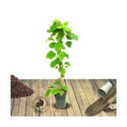 Kiwi Chinensis Solo (autofertile)/pot De 3l - 60/120 Cm -Flora Soldes 63f4d29fb4ef80.90708801