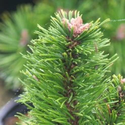 Pin De Montagne Mugo Var. Pumilio/pot De 12l - 50/60 Cm -Flora Soldes 63f4d2fa2654d8.35062460