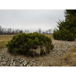 Pin De Montagne Mugo Var. Pumilio/pot De 12l - 50/60 Cm -Flora Soldes 63f4d2fa2a3705.74337881