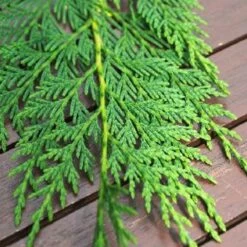 Cyprès De Leyland Leylandii/pot De 5l