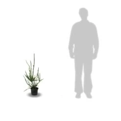 Cèdre Du Japon Japonica Araucarioides/pot De 5l - 40/60 Cm -Flora Soldes 63f4d30775d3b8.76569587