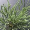 Cèdre Du Japon Japonica Araucarioides/pot De 5l - 40/60 Cm -Flora Soldes 63f4d307843888.67236462