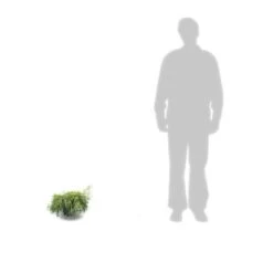 Faux Cyprès Pisifera Sungold/pot De 3l - 20/40 Cm -Flora Soldes 63f4d326a0bb09.02367901