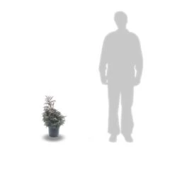 Faux Cyprès Pisifera Boulevard/pot De 3l - 20/40 Cm -Flora Soldes 63f4d32e17f527.62191705