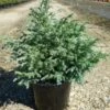 Faux Cyprès Pisifera Boulevard/pot De 3l - 20/40 Cm -Flora Soldes 63f4d32e1d4e20.23031558