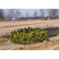 Pin De Montagne Mugo Var. Pumilio/pot De 3l - 20/40 Cm -Flora Soldes 63f4d346d26167.48729378