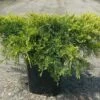 Genévriers X Media Pfitzeriana Aurea/pot De 3l - 20/40 Cm -Flora Soldes 63f4d35e699fb1.62660480