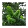 Sapin D'andalousie Pinsapo/godet - 5/20 Cm -Flora Soldes 63f4d361bdb043.84489764