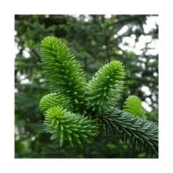 Sapin D'andalousie Pinsapo/godet - 5/20 Cm