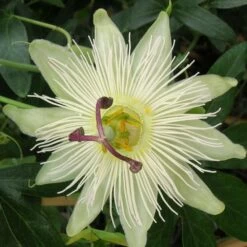 Passiflore Caerulea Constance Elliot/pot De 1,5l - Tuteur Bambou 30/60 Cm