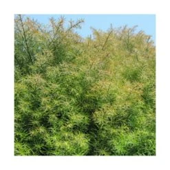 Cèdre Du Japon Japonica Elegans/pot De 3l - 20/40 Cm -Flora Soldes 63f4d5eff1d7c6.01559601