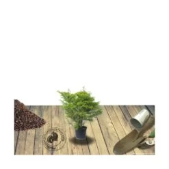 Cèdre Du Japon Japonica Elegans/pot De 3l - 20/40 Cm -Flora Soldes 63f4d5f00502c0.26875910