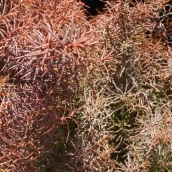 Cèdre Du Japon Japonica Elegans/pot De 3l - 20/40 Cm -Flora Soldes 63f4d5f008adf7.78242600