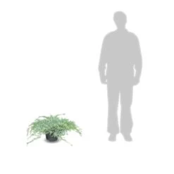 Genévrier écailleux Squamata Blue Carpet/pot De 5l - 40/60 Cm -Flora Soldes 63f4d6076e4c51.14450842