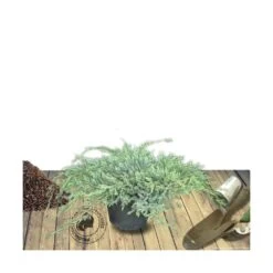 Genévrier écailleux Squamata Blue Carpet/pot De 5l - 40/60 Cm -Flora Soldes 63f4d607777f15.29170159