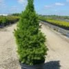 Épinette Blanche Glauca Conica/pot De 5l - 40/60 Cm -Flora Soldes 63f4d608bef881.58920527